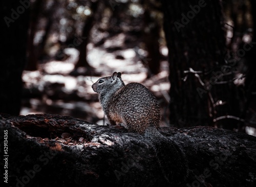 Grayscale of a Squirrel from behind, resting on the wooden branch photo