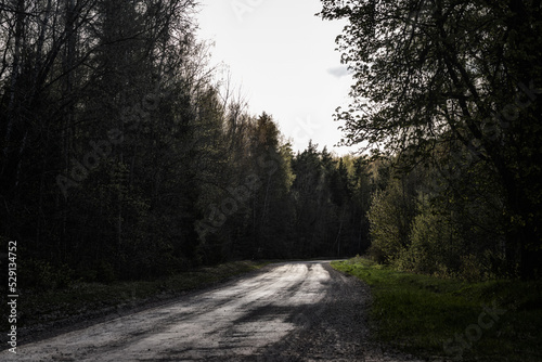 sunlit dirt road in Latvia countryside through dark gloomy forest
