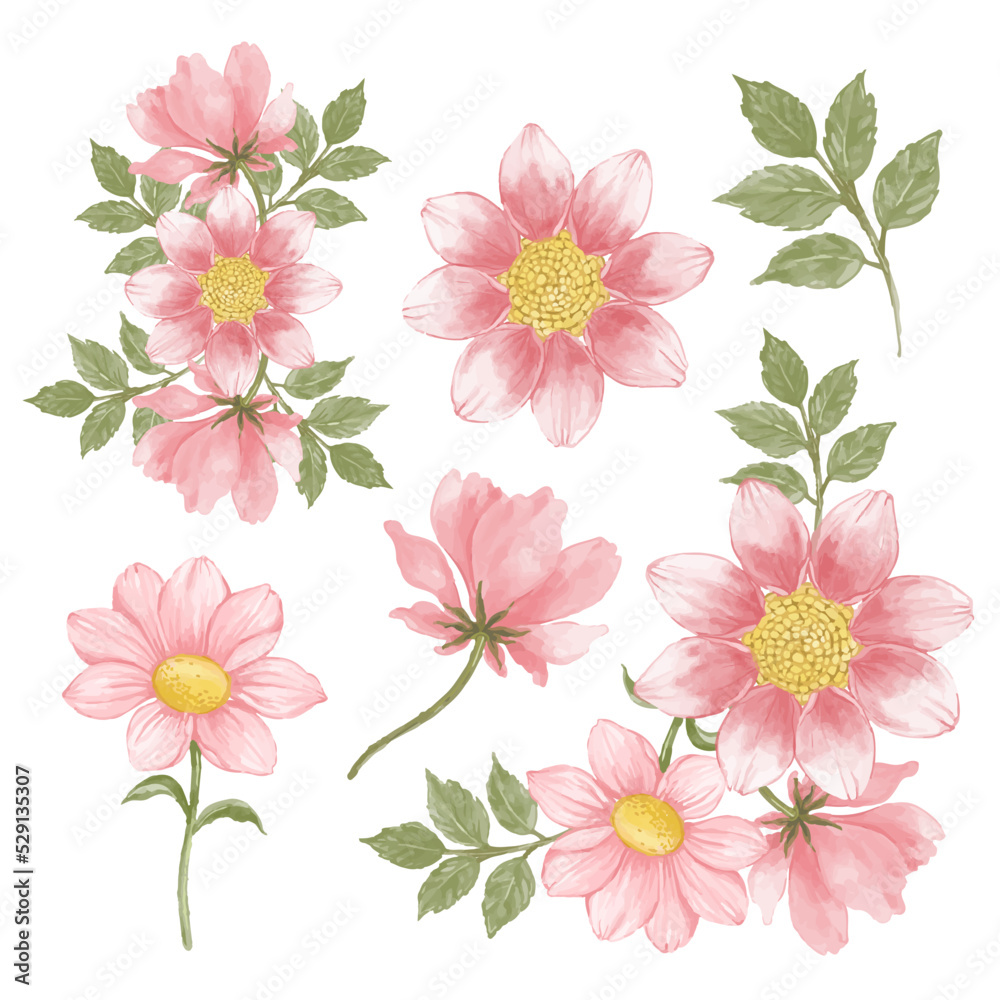 pink chrysanthemum vector
