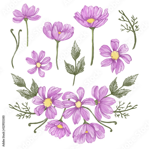 set of purple cosmos flowers