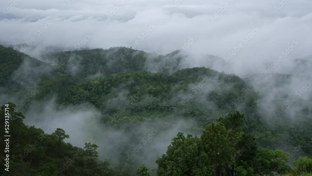 Landscape of greenery rainforest and hills on foggy day