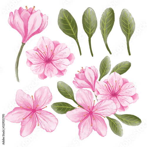 set of pink flowers isolated white background