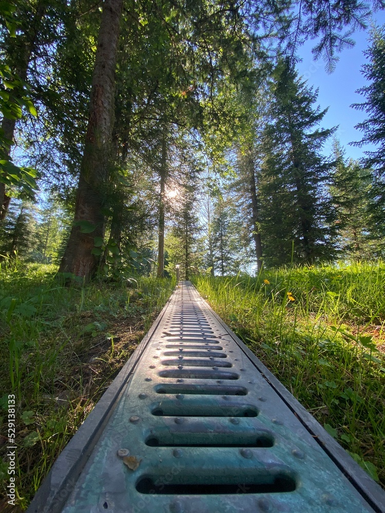 Fototapeta premium path in the forest