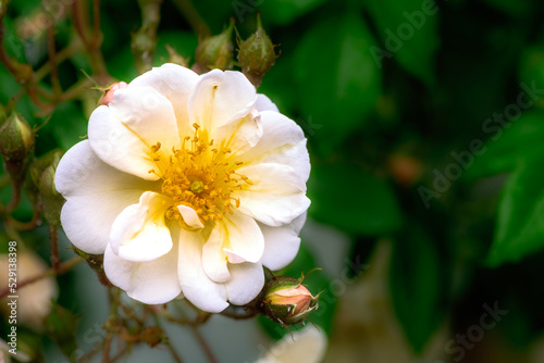 Blossom of an white rambling rose flower photo