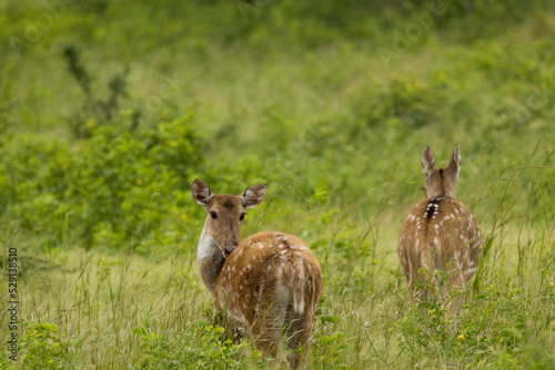 Wild in wild of Gir National Park