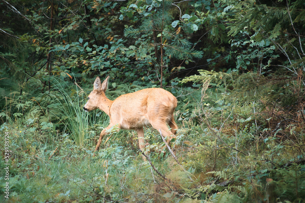 Obraz premium Deer in a clearing in front of the forest looking at the viewer. Wildlife observed