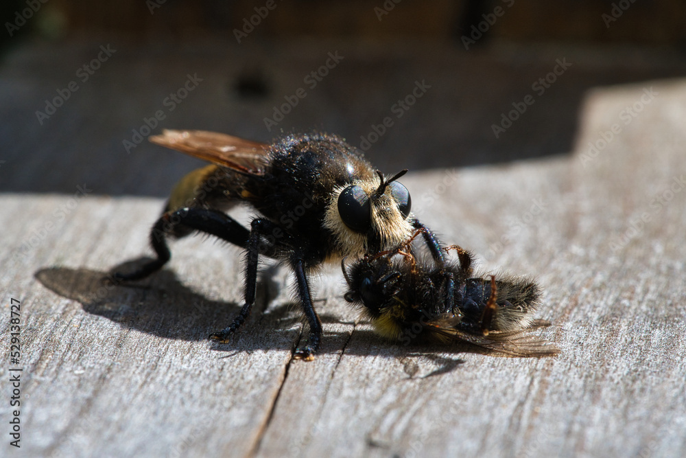 Yellow murder fly or yellow robber fly with a bumblebee as prey. Insect is sucked Yellow murder fly or yellow robber fly with a bumblebee as prey. Insect is sucked