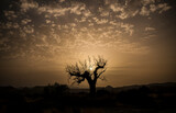 Landscape of bare tree in desert during sunset. Almeria, Spain