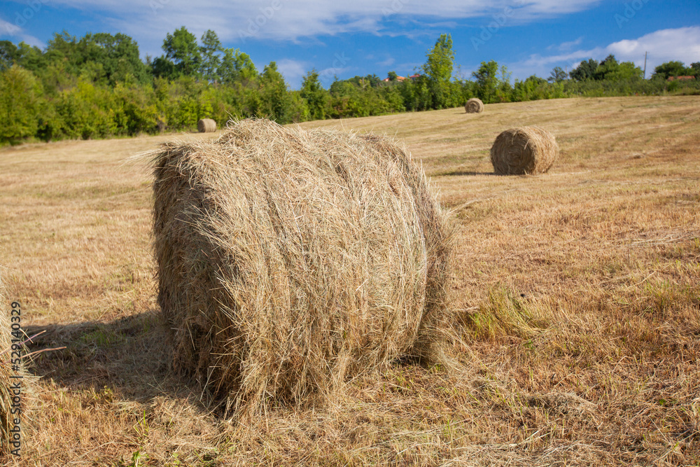 Countryside summer farmland nature landscape. Golden round hay bale on agriculture farm pastureland fields  after harvest. Rural scenery.	
