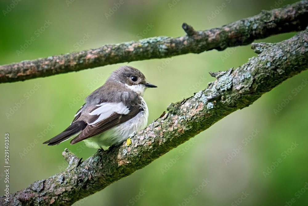 Trauerschnäpper ( Ficedula hypoleuca ).