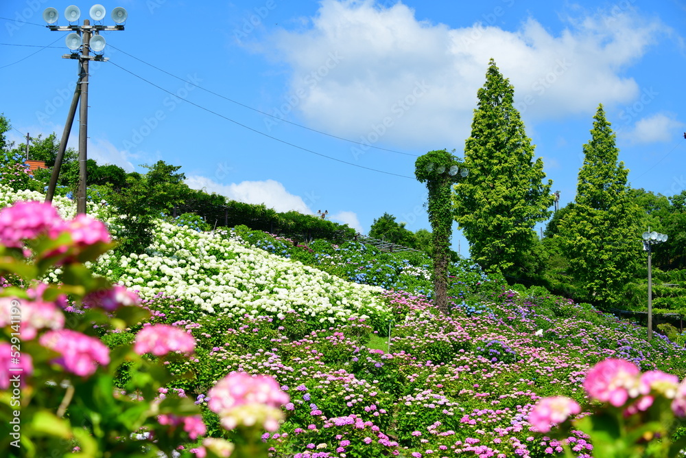 Obraz premium 紫陽花