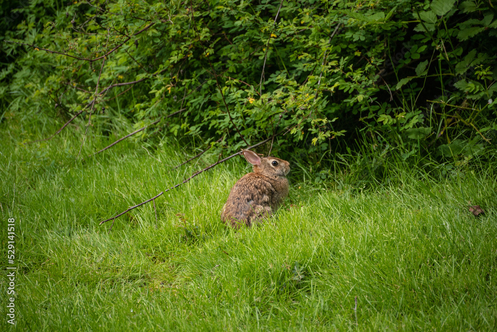 Eastern cottontail Eastern cottontail