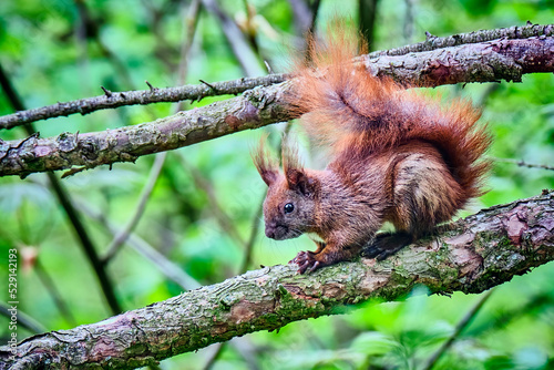 Eurasisches Eichhörnchen ( Sciurus vulgaris ).