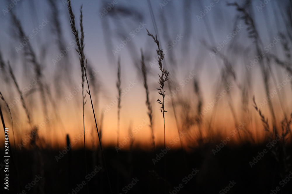 sunset in the field sunset in the field
