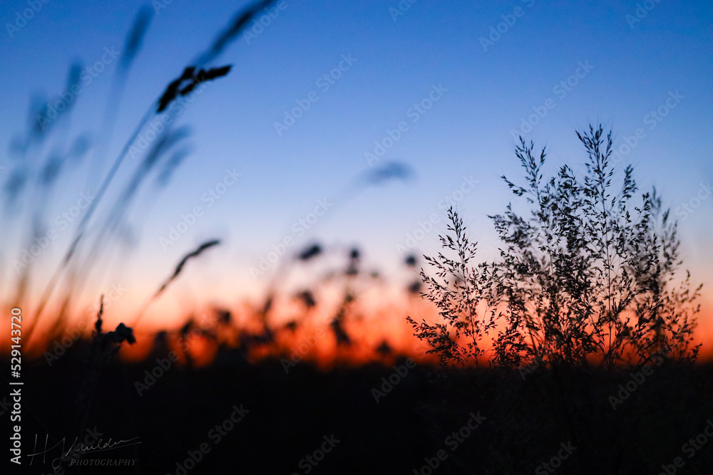 Obraz premium reeds at sunset