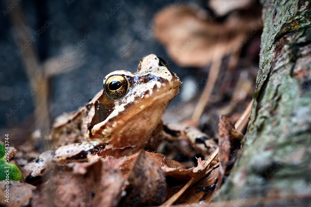 Obraz premium Grasfrosch ( Rana temporaria ).