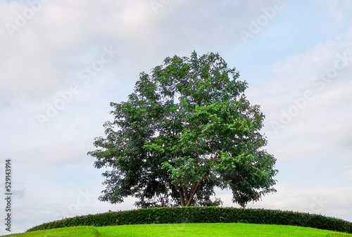 One green tree stand alone on mountain with blue sky in background.