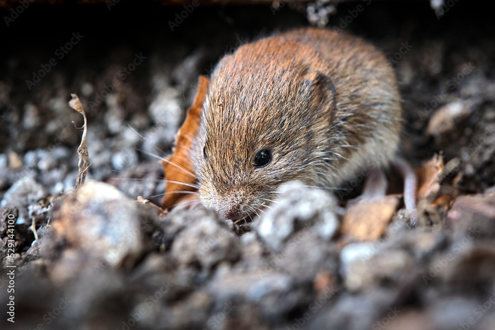 Junge Rötelmaus ( Myodes glareolus ).