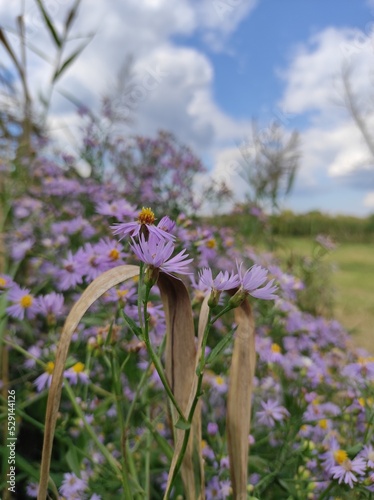 flowers in the field