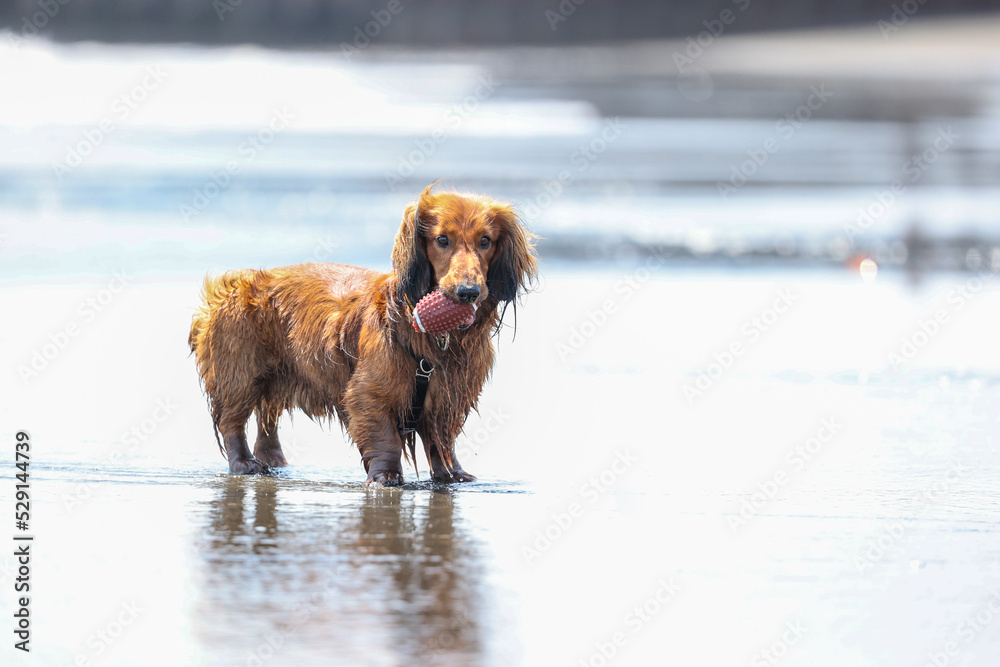 海で遊ぶ犬のダックスフント 海で遊ぶ犬のダックスフント