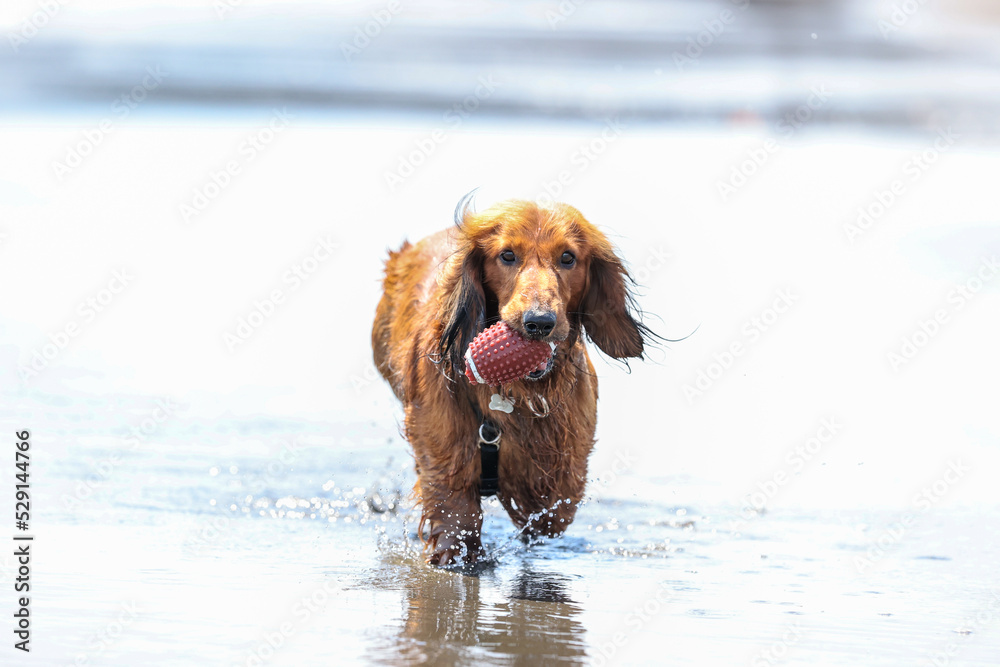 海で遊ぶ犬のダックスフント 海で遊ぶ犬のダックスフント