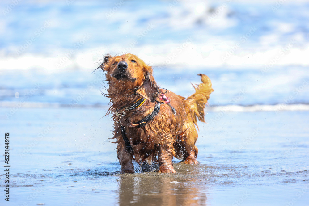 海でブルブルするダックスフントの犬 Stock 写真 Adobe Stock 海でブルブルするダックスフントの犬 Stock 写真 Adobe Stock