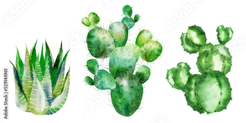 A set of watercolor cacti, succulents. Hand-drawn in watercolor.