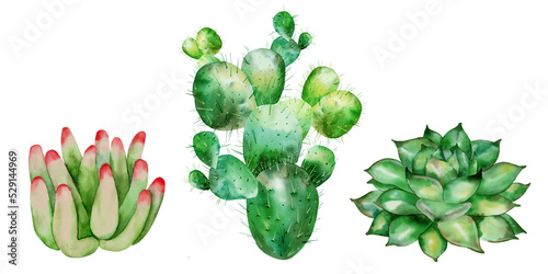 A set of watercolor cacti, succulents. Hand-drawn in watercolor.