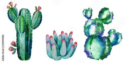 A set of watercolor cacti, succulents. Hand-drawn in watercolor.