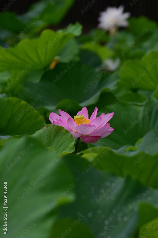 蓮 蓮