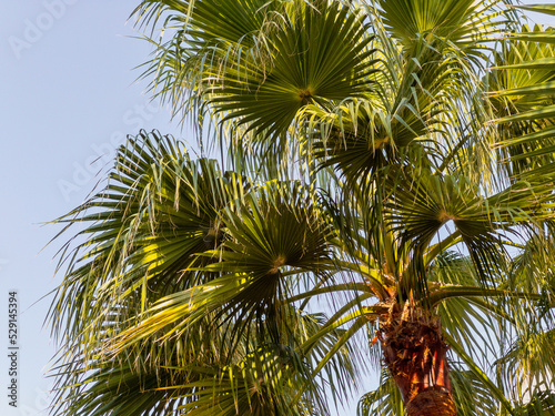 palm tree with sky