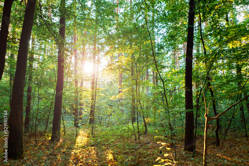Fototapeta Naklejka Na Ścianę i Meble -  summer forest trees. nature green wood sunlight backgrounds