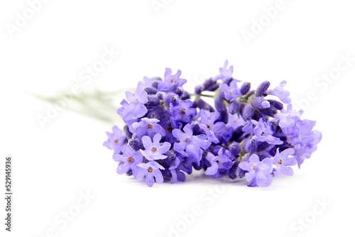 Lavender flowers closeup isolated on white