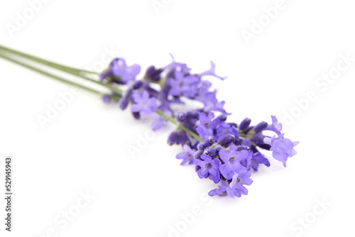 Fototapeta Naklejka Na Ścianę i Meble -  Lavender flowers closeup isolated on white