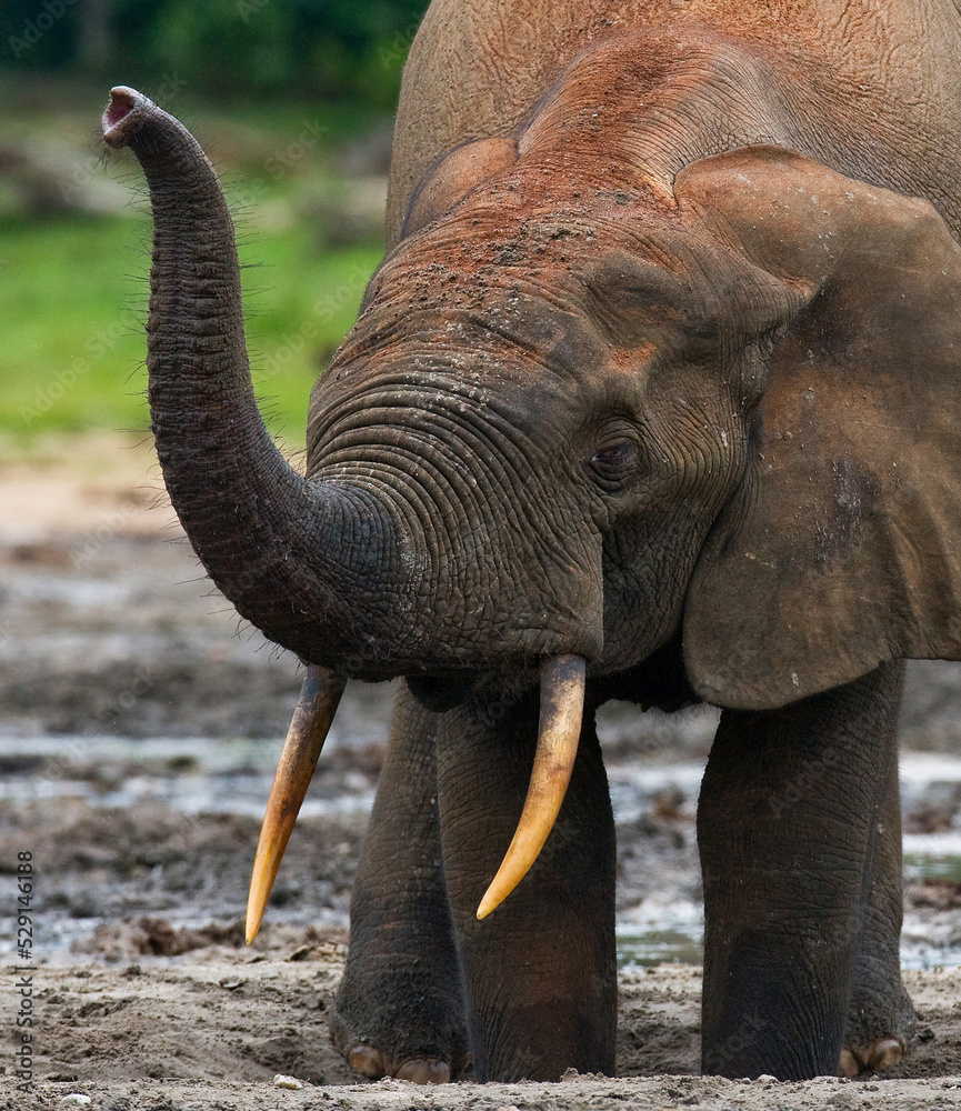 Obraz premium African forest elephant (Loxodonta cyclotis) is drinking water. Central African Republic. Republic of Congo. Dzanga-Sangha Special Reserve.