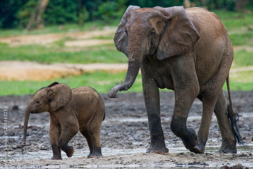 Fototapeta premium Female African forest elephant (Loxodonta cyclotis) with a baby. Central African Republic. Republic of Congo. Dzanga-Sangha Special Reserve.