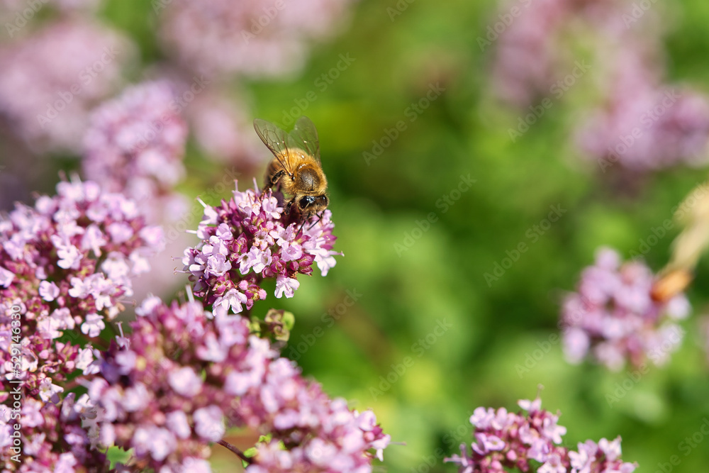 Honey bee collecting nectar on a flower of the flower butterfly bush. Busy insects Honey bee collecting nectar on a flower of the flower butterfly bush. Busy insects