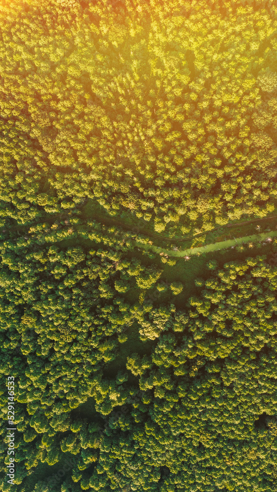 Aerial View Of Green Forest Landscape. Top View From High Attitude In Summer Evening. Natural Backdrop Background Of Coniferous Forest. Drone View. Bird's Eye View. Nature Scape. Aerial View Of Green Forest Landscape. Top View From High Attitude In Summer Evening. Natural Backdrop Background Of Coniferous Forest. Drone View. Bird's Eye View. Nature Scape.