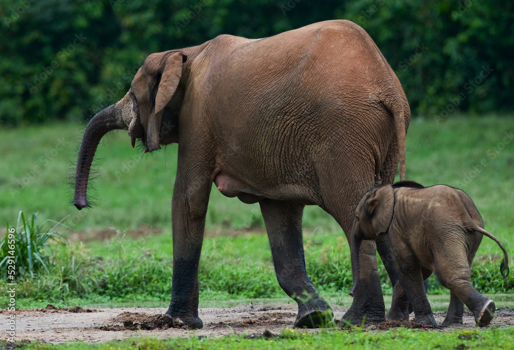 Obraz premium Female African forest elephant (Loxodonta cyclotis) with a baby. Central African Republic. Republic of Congo. Dzanga-Sangha Special Reserve.