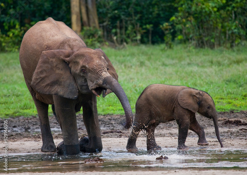  Female African forest elephant  Loxodonta cyclotis  with a baby are drinking water. Central African Republic. Republic of Congo. Dzanga-Sangha Special Reserve.