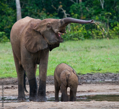  Female African forest elephant (Loxodonta cyclotis) with a baby are drinking water. Central African Republic. Republic of Congo. Dzanga-Sangha Special Reserve.