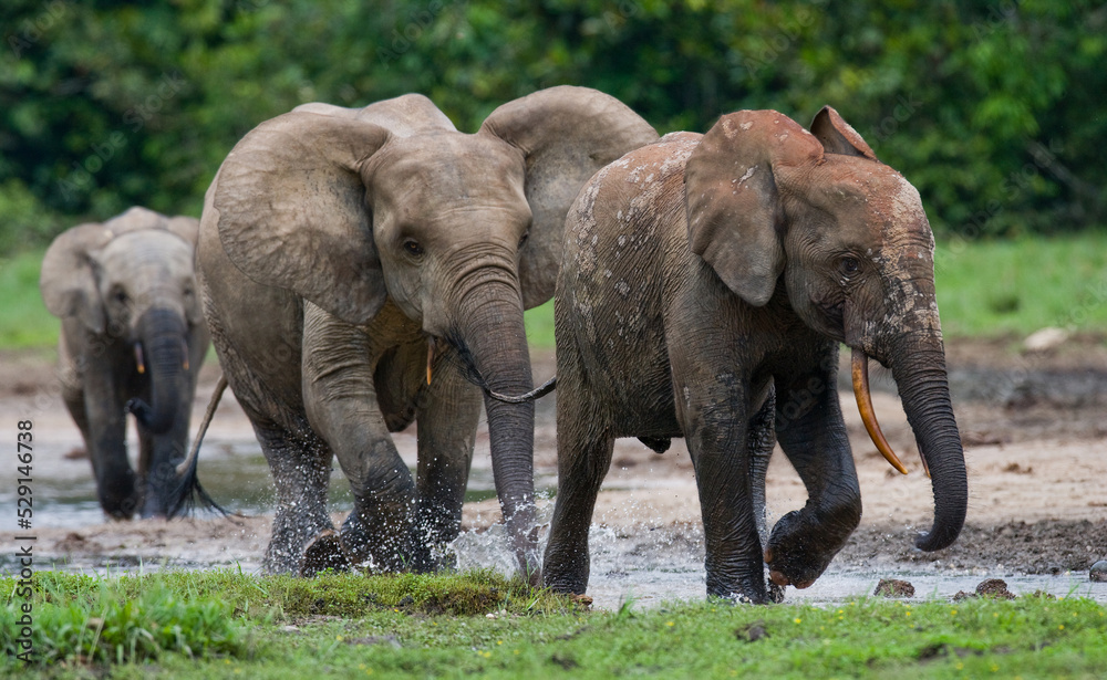 Naklejka premium African forest elephants (Loxodonta cyclotis) are playing with each other. Central African Republic. Republic of Congo. Dzanga-Sangha Special Reserve.