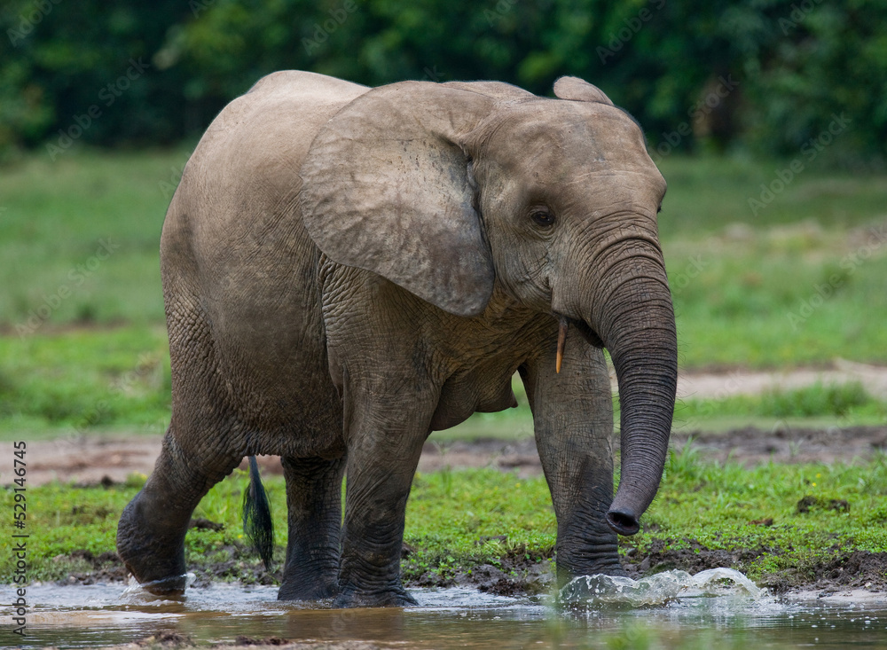 Fototapeta premium Baby African forest elephant (Loxodonta cyclotis) is drinking water. Central African Republic. Republic of Congo. Dzanga-Sangha Special Reserve.