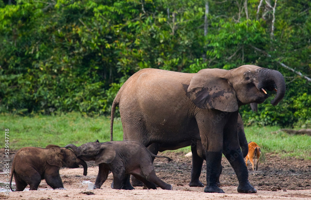 Group of African forest elephants (Loxodonta cyclotis) in the forest edge. Republic of Congo. Dzanga-Sangha Special Reserve. Central African Republic. Group of African forest elephants (Loxodonta cyclotis) in the forest edge. Republic of Congo. Dzanga-Sangha Special Reserve. Central African Republic.
