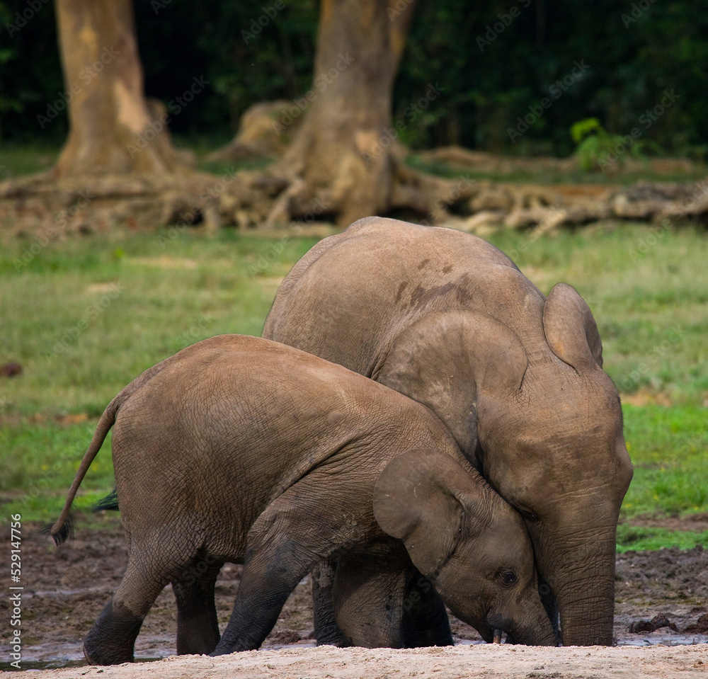 Fototapeta premium Female African forest elephant (Loxodonta cyclotis) with a baby are drinking water from a source of water. Central African Republic. Republic of Congo. Dzanga-Sangha Special Reserve.