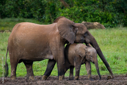 Female African forest elephant  Loxodonta cyclotis  with a baby. Central African Republic. Republic of Congo. Dzanga-Sangha Special Reserve.