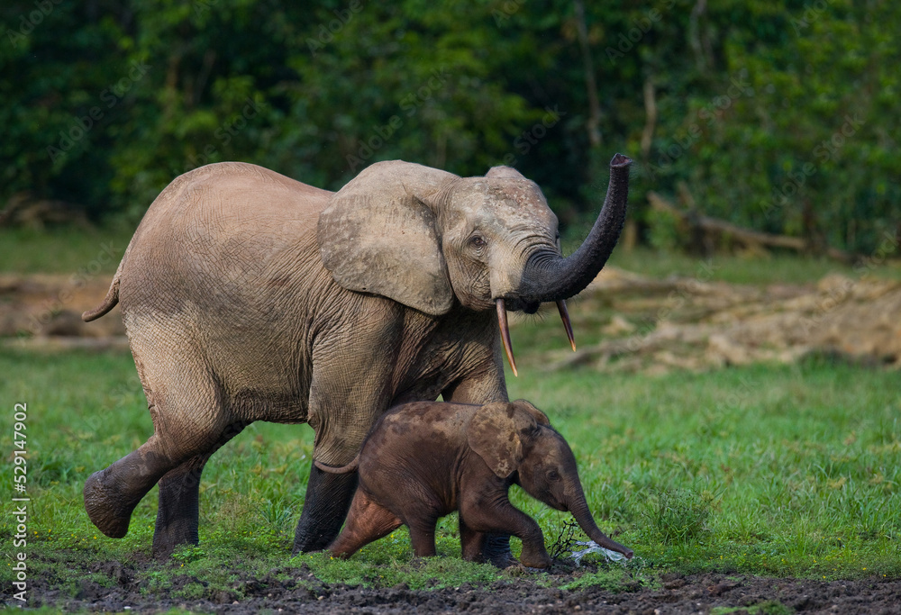 Obraz premium Female African forest elephant (Loxodonta cyclotis) with a baby. Central African Republic. Republic of Congo. Dzanga-Sangha Special Reserve.
