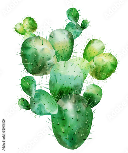 Watercolor succulent, cactus, isolated on a white background. Hand-drawn