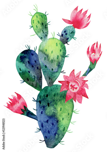 Watercolor succulent, cactus, isolated on a white background. Hand-drawn