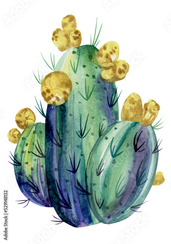 Watercolor succulent, cactus, isolated on a white background. Hand-drawn
